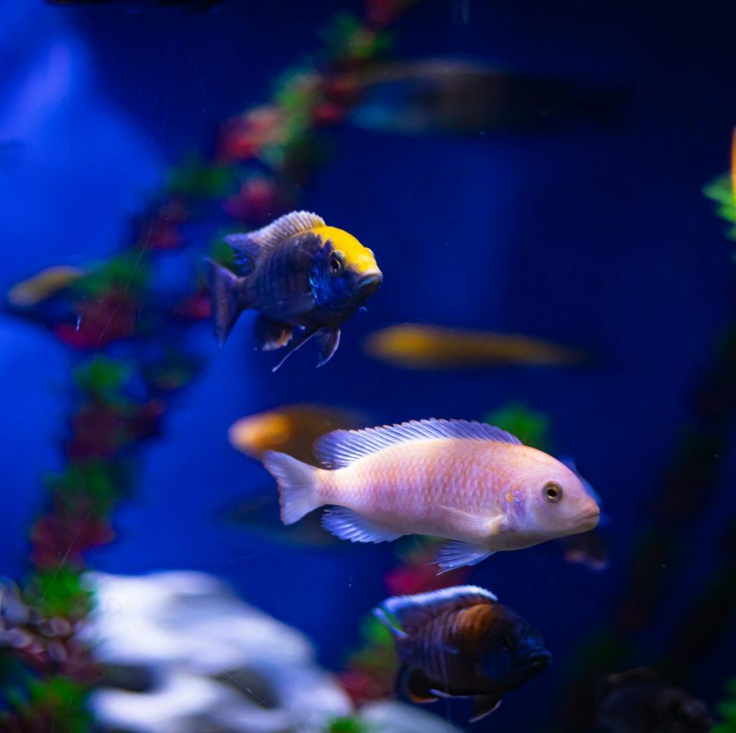 Colorful tropical fish swimming in an aquarium with vivid backgrounds