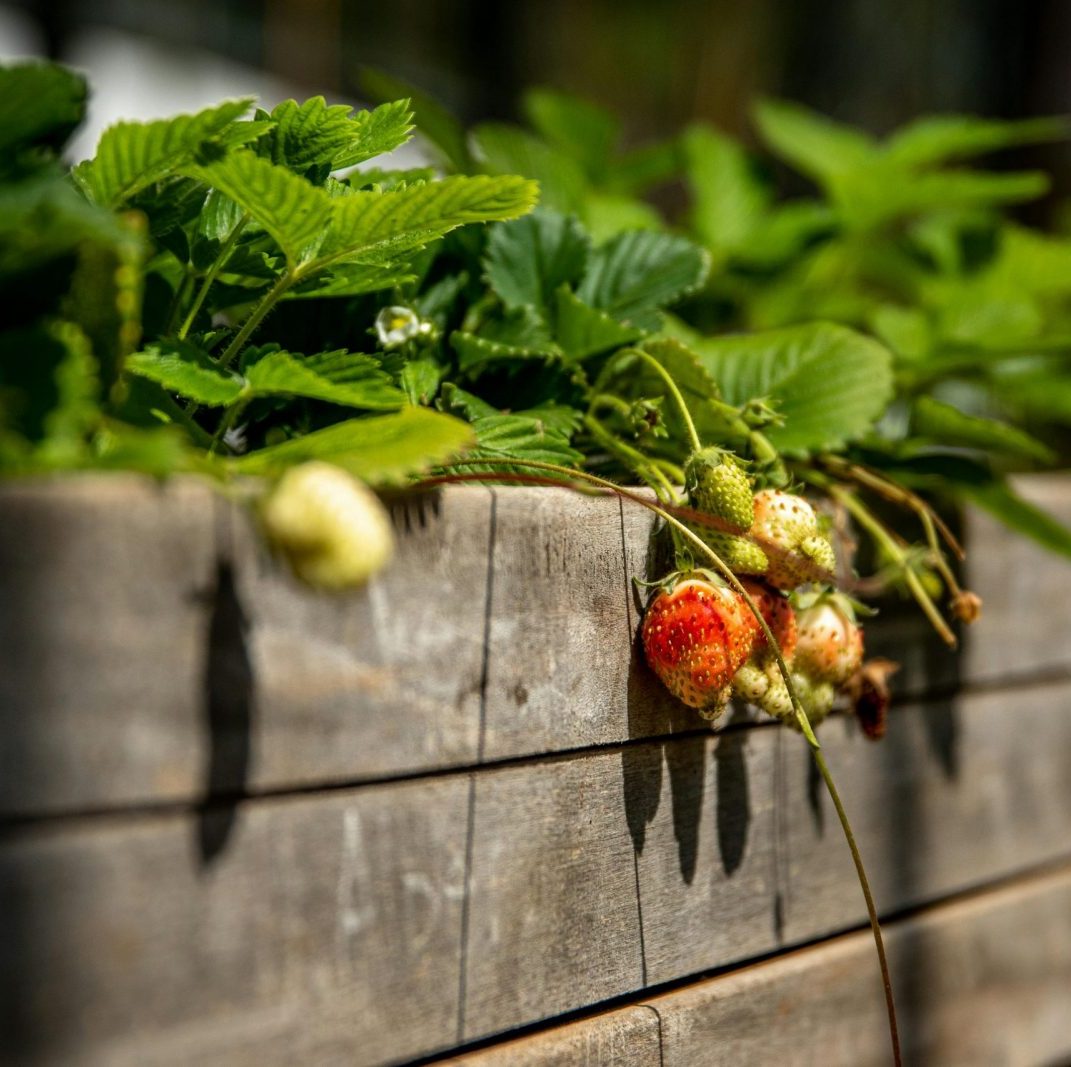 Close-up of unripe strawberries hanging over a wooden garden bed in sunlight.